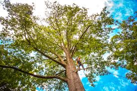 Best Tree Mulching  in Pacific City, OR