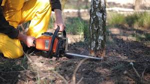 Best Arborist Consultation Services  in Pacific City, OR