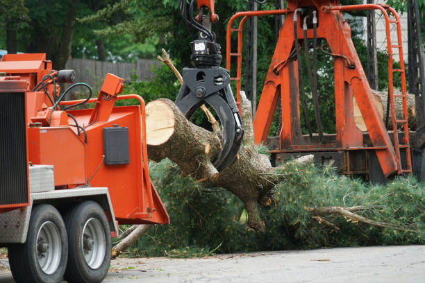  Pacific City, OR Tree Removal Pros