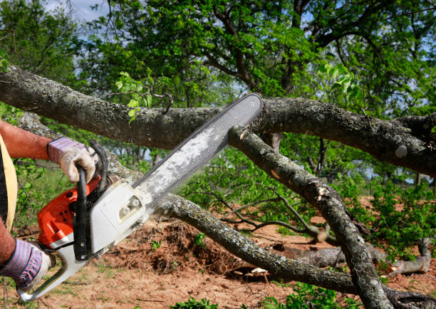 Best Tree Cabling and Bracing  in Pacific City, OR